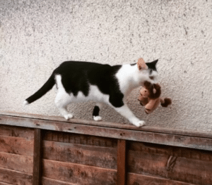 Pixie prefers to go on adventures with all of her toys