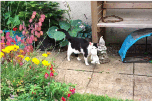 Pixie prefers to go on small adventures with her toys