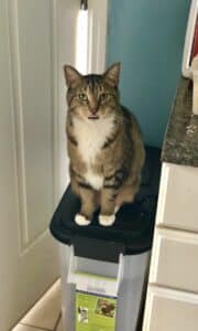 Sam Will Sit On Top Of The Dog’s Food Container, Forcing Me To Feed Him First 36