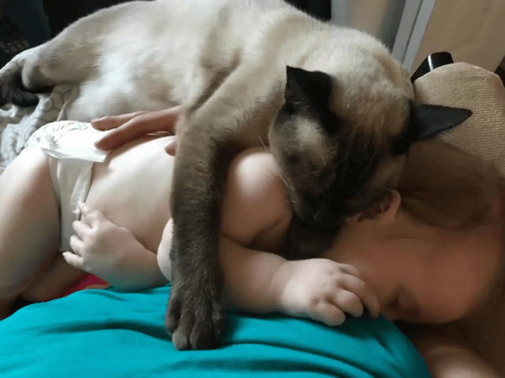 Scared stray cat changes as she encounters a newborn child 10
