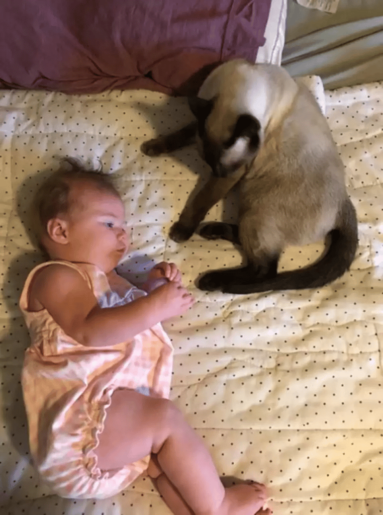 Scared stray cat changes as she encounters a newborn child 11
