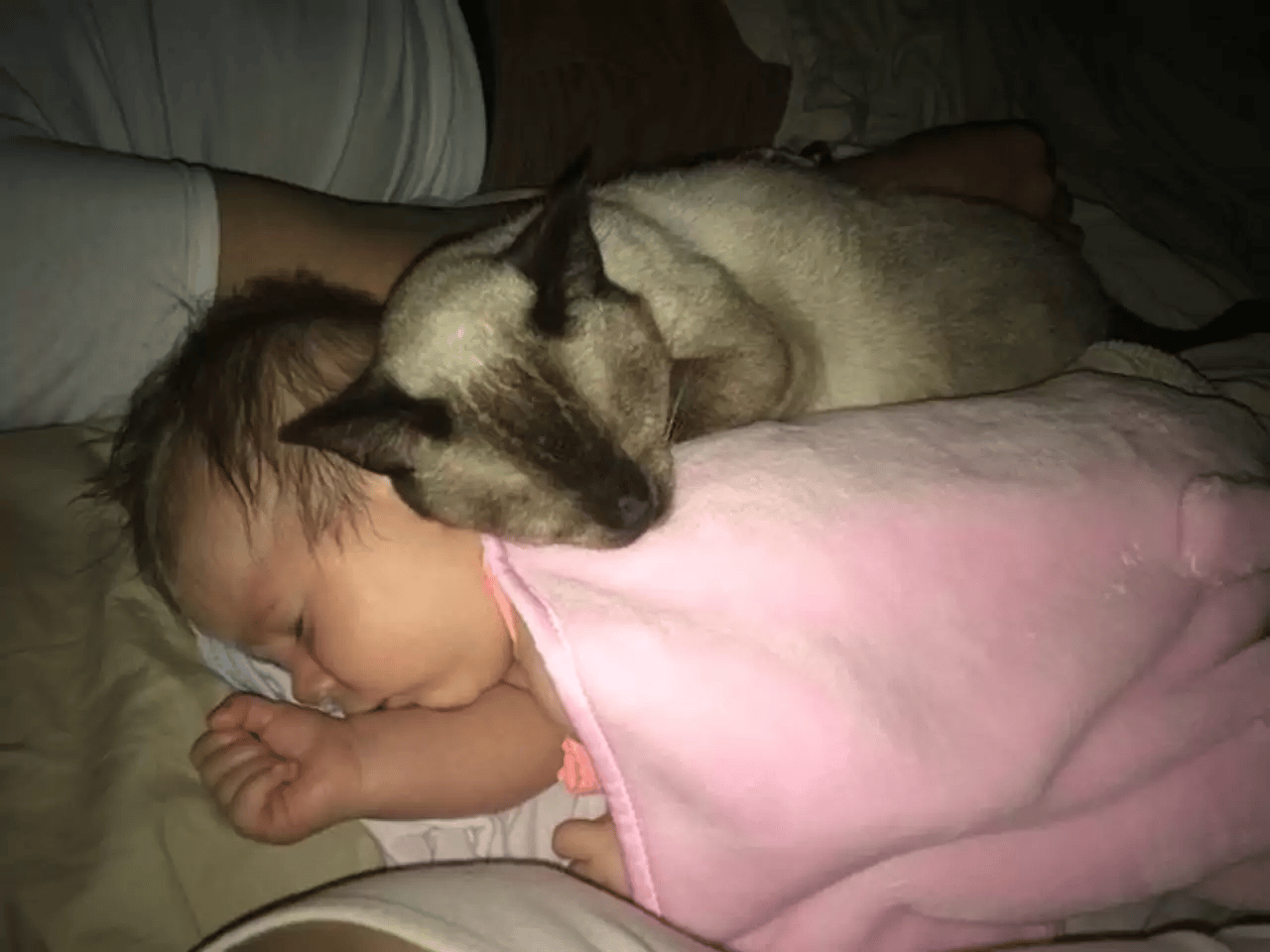 Scared stray cat changes as she encounters a newborn child 12
