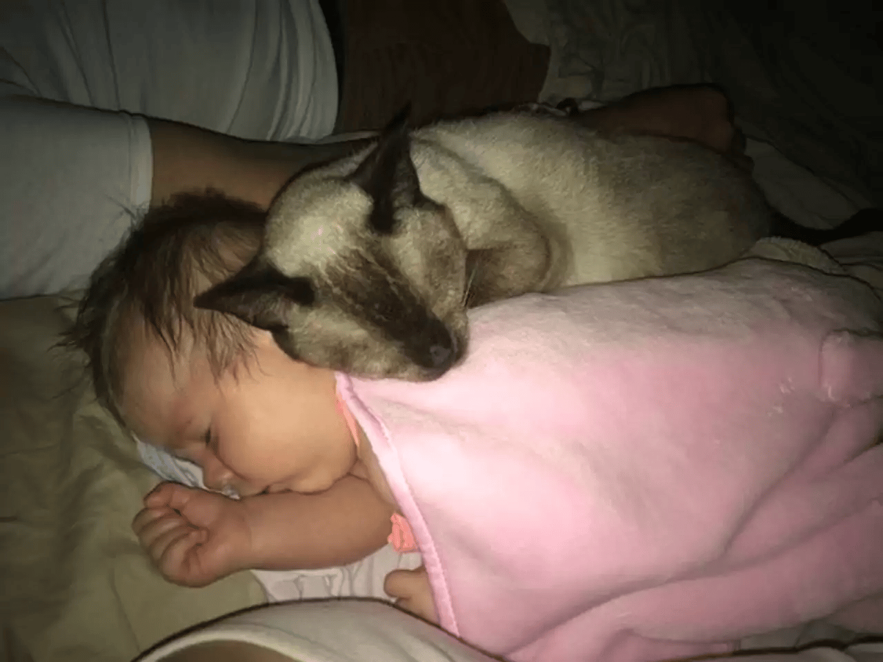 Scared stray cat changes as she encounters a newborn child