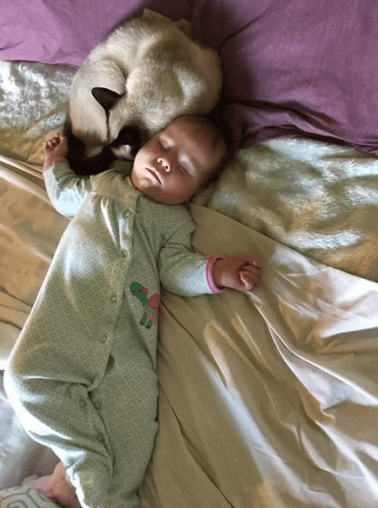 Scared stray cat changes as she encounters a newborn child 3