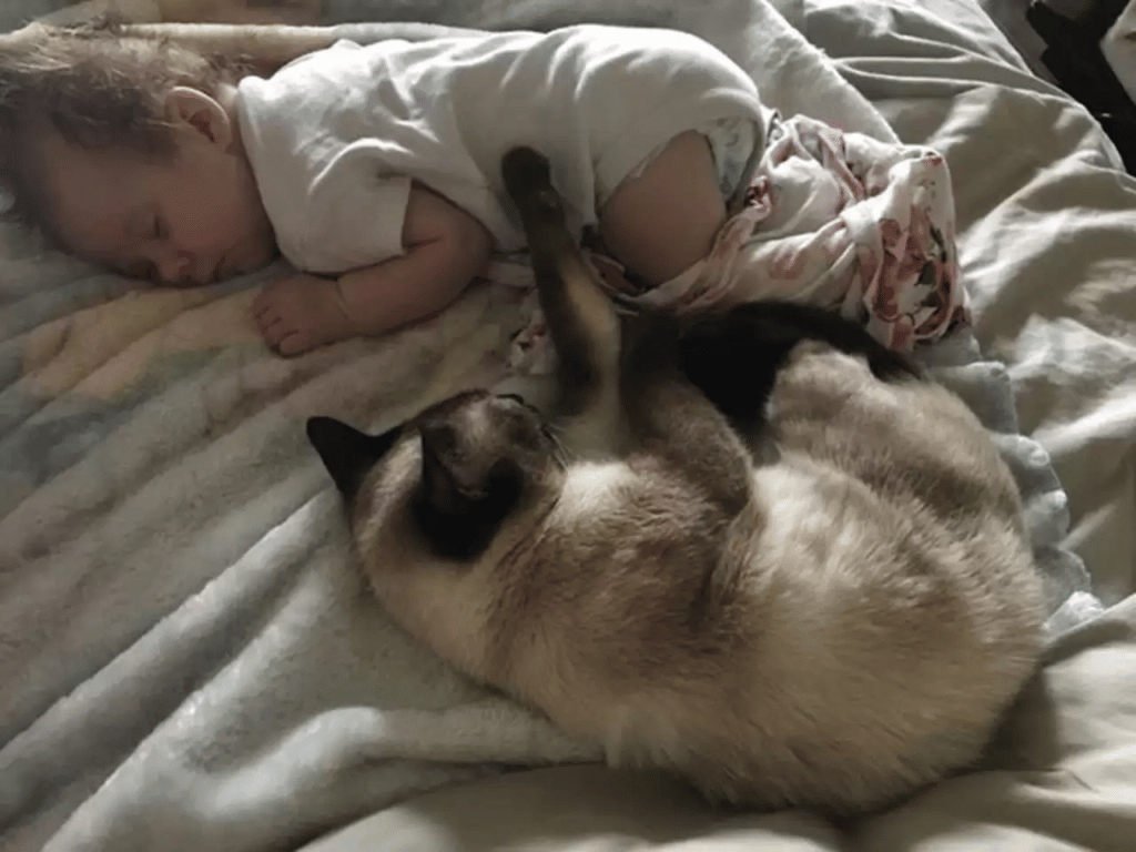 Scared stray cat changes as she encounters a newborn child 8
