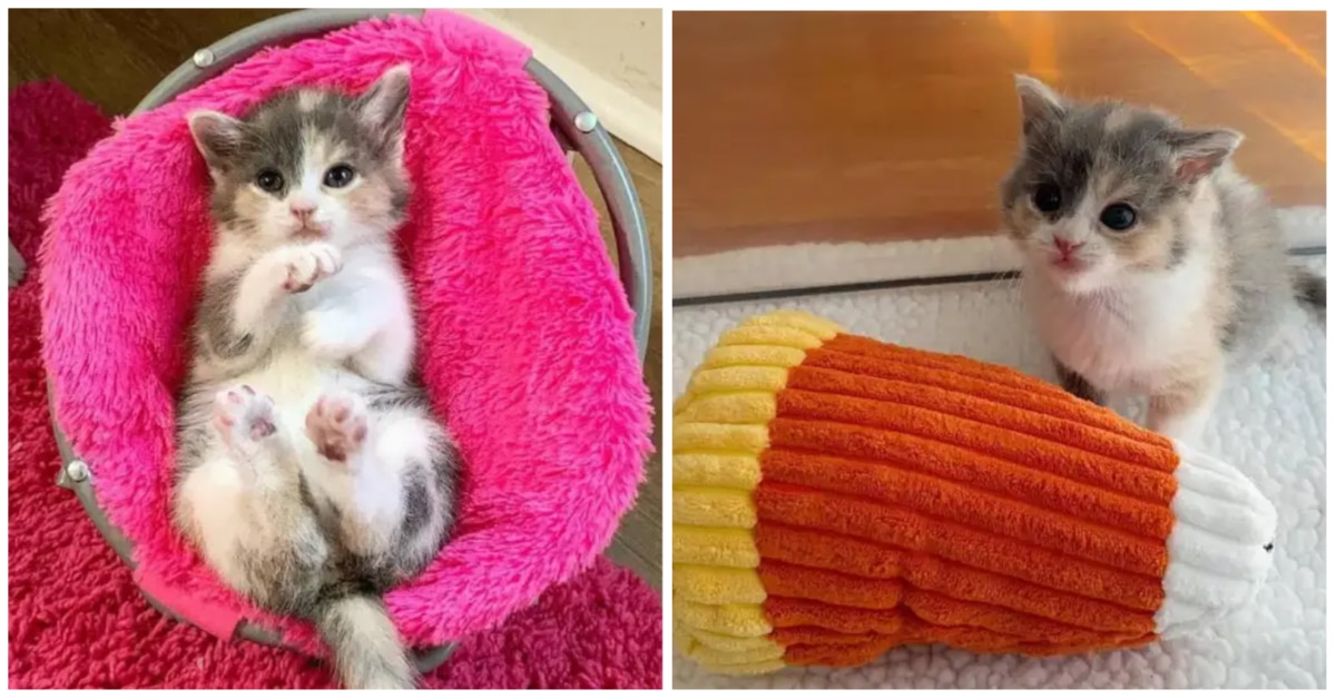 She was found in another person's backyard and is now content in her own home