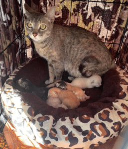 Some Generous People Saved A Cat With Kittens