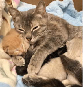 Some Generous People Saved A Cat With Kittens Left In A Cart