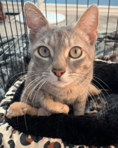 Some Generous People Saved A Cat With Kittens Left In A Cart By The Side Of The Road