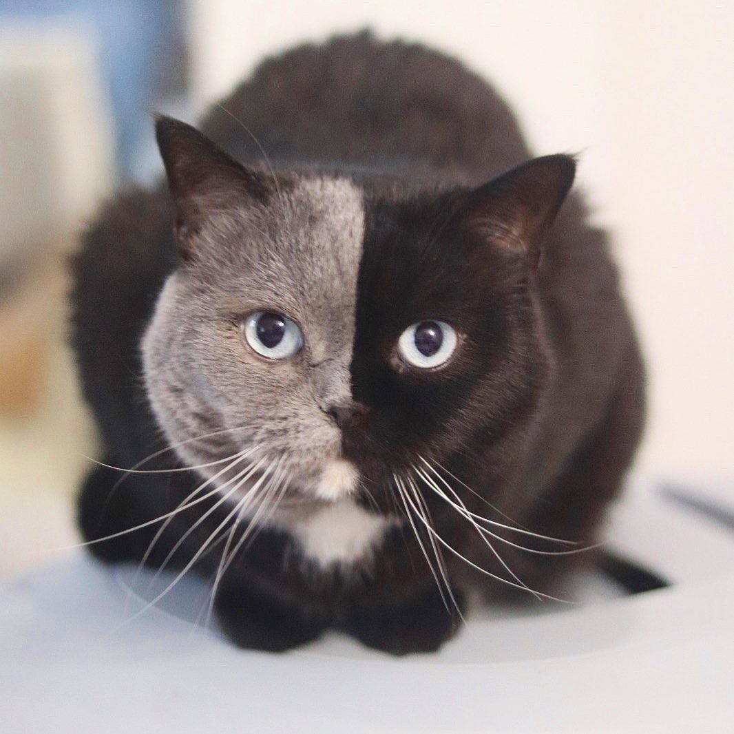 Split-faced color cat produces kittens with each of his colors ...