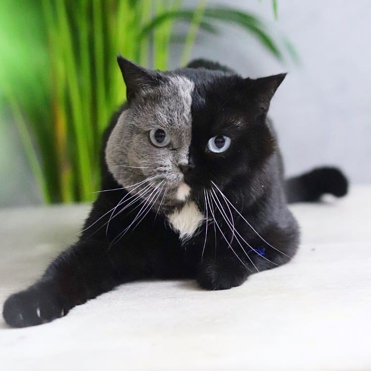 Split-faced color cat produces kittens with each of his colors 10