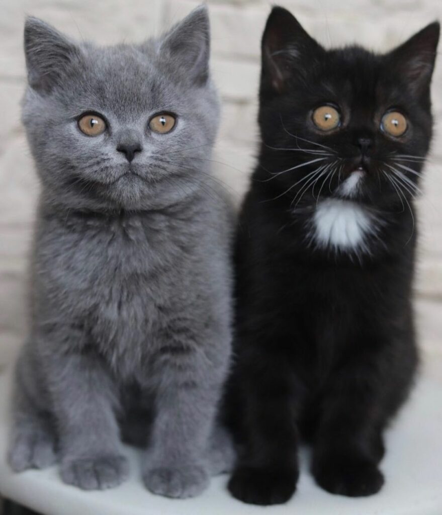 Split-faced color cat produces kittens with each of his colors 2