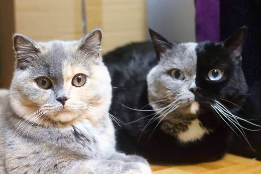 Split-faced color cat produces kittens with each of his colors ...