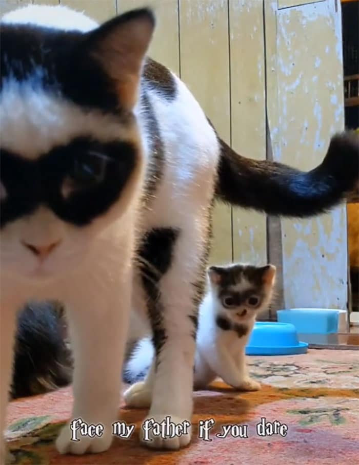 Stunning Photos For 'Zorro' The Father Cat Who Has A Lookalike Baby Kitten 5