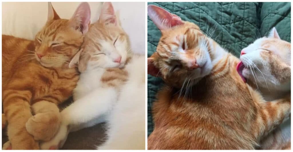 The Cat allergic woman decided to adopt two cats and get them each a