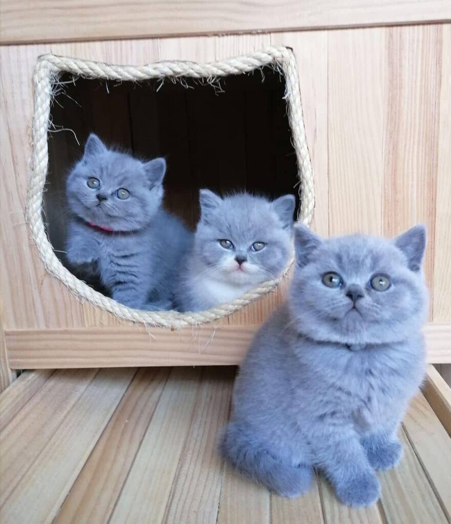 The Teddy Bear Of The Cat World Is Here! Introducing The Stunningly Blue British Shorthair Cat