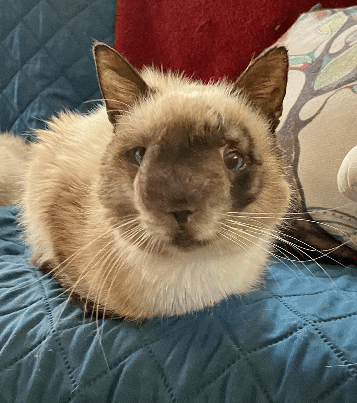 The most Gorgeous Cat Is Happy To Be Healing After Being Left Behind 1