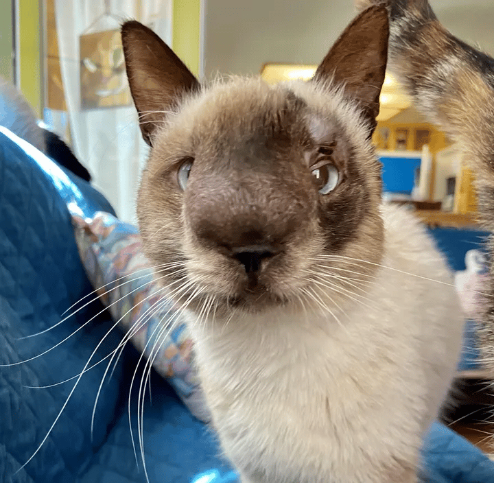 The most Gorgeous Cat Is Happy To Be Healing After Being Left Behind 6