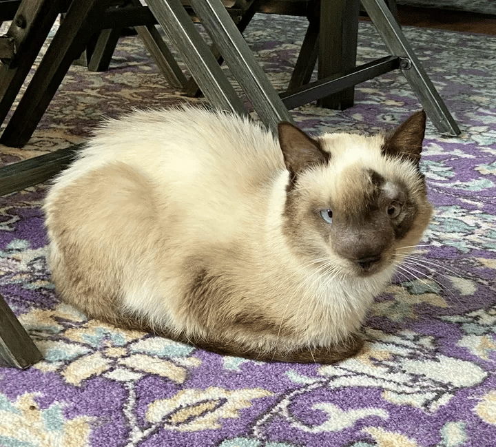 The most Gorgeous Cat Is Happy To Be Healing After Being Left Behind