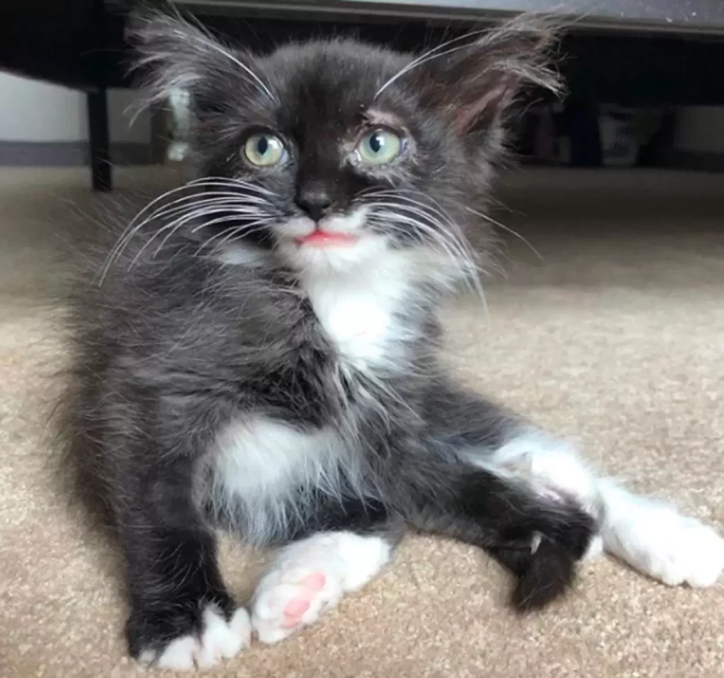 This kitten's smile won't quit after she was saved! 6