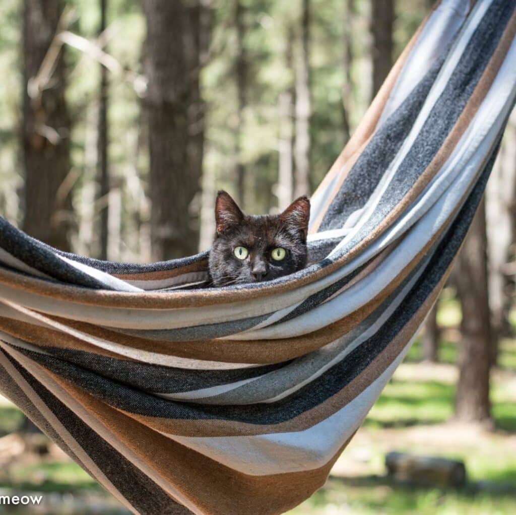 This man quit his job and began touring Australia with Willow, his companion cat 10