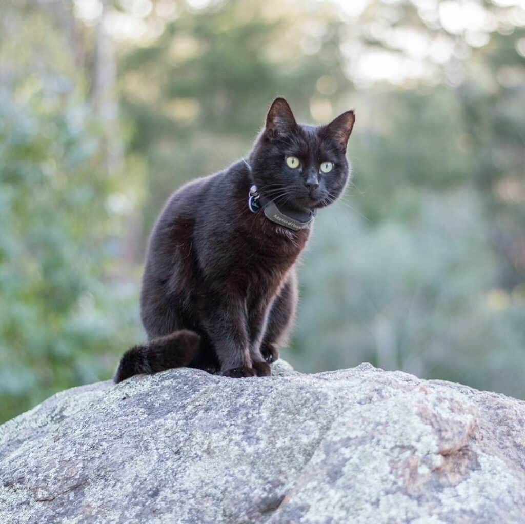 This man quit his job and began touring Australia with Willow, his companion cat 2