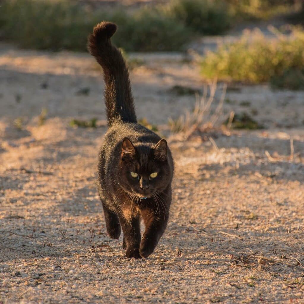 This man quit his job and began touring Australia with Willow, his companion cat 9