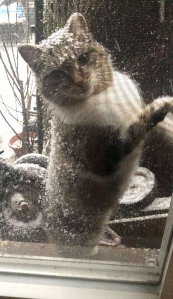 This stray cat begged to enter this man's house during a polar vortex 1