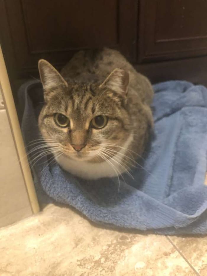 This stray cat begged to enter this man's house during a polar vortex 2