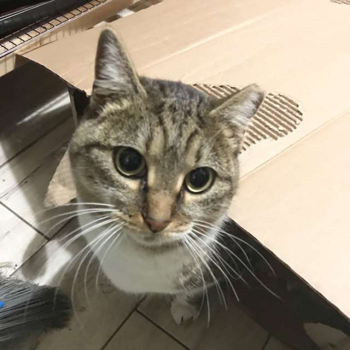 This stray cat begged to enter this man's house during a polar vortex 3