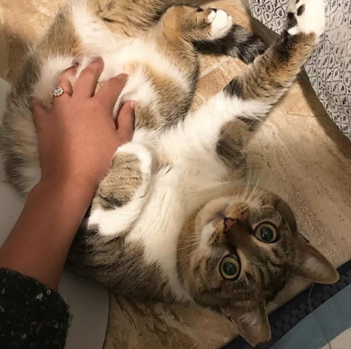 This stray cat begged to enter this man's house during a polar vortex 4