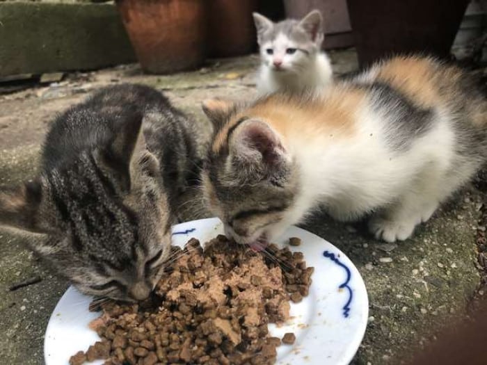 This stray cat begged to enter this man's house during a polar vortex 7