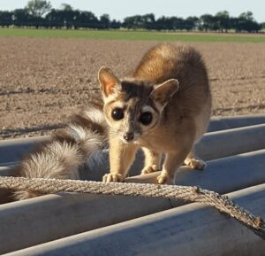 We Have the Sweetest Animal in North America, and It's a Cat, Literally 5