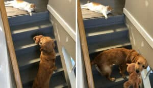 When You Are Trapped Downstairs Because The Catto Says No Passing 10