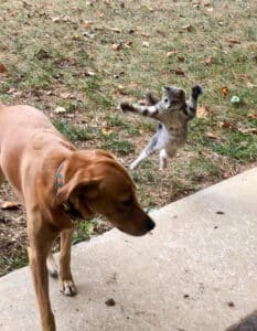 Why Is Your Dog So Afraid Of Cats -Everyone