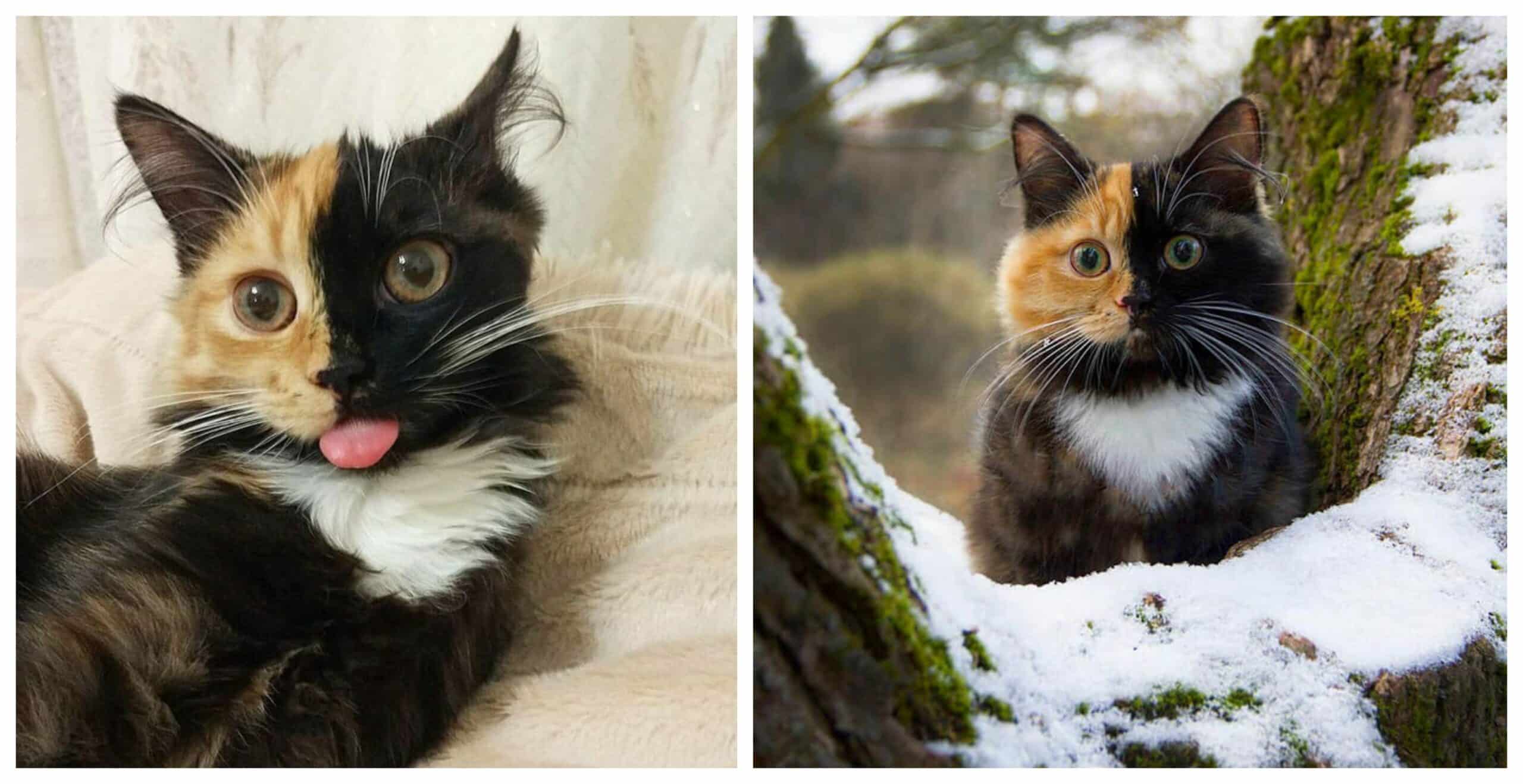 Yana, the cat whose parents ran out of ink and who has two very different sides