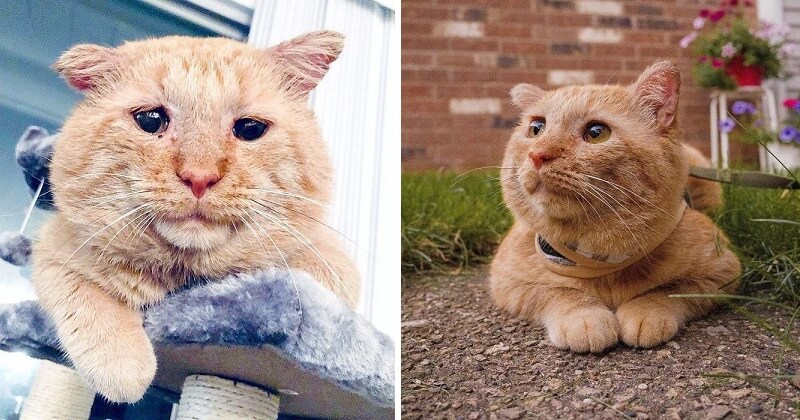 After being adopted, a shelter cat transforms from the “saddest” to the “happiest” cat