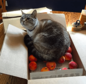 cat love peaches