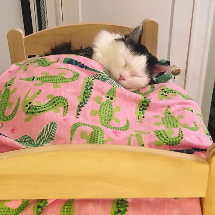 The rescued cat slumbers in her miniature doll bed every night