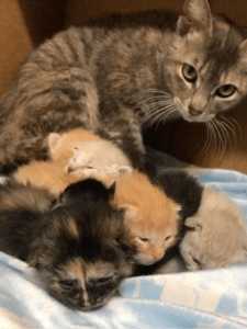 cat saved by people with kittens