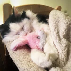 cat sleep with her doll