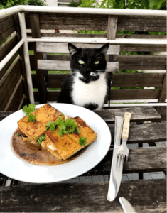 cat that loves to sit infront of food