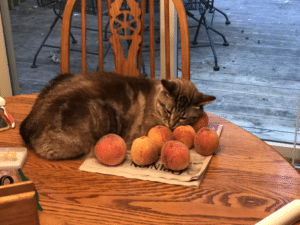 cat's strange love for peaches
