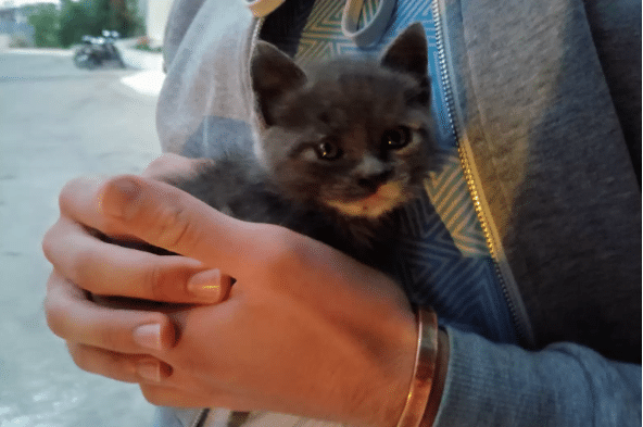 A tourist finds a kitten in the hotel trash and realizes that she needs help