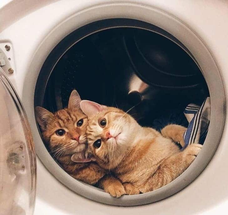 washing machine cat