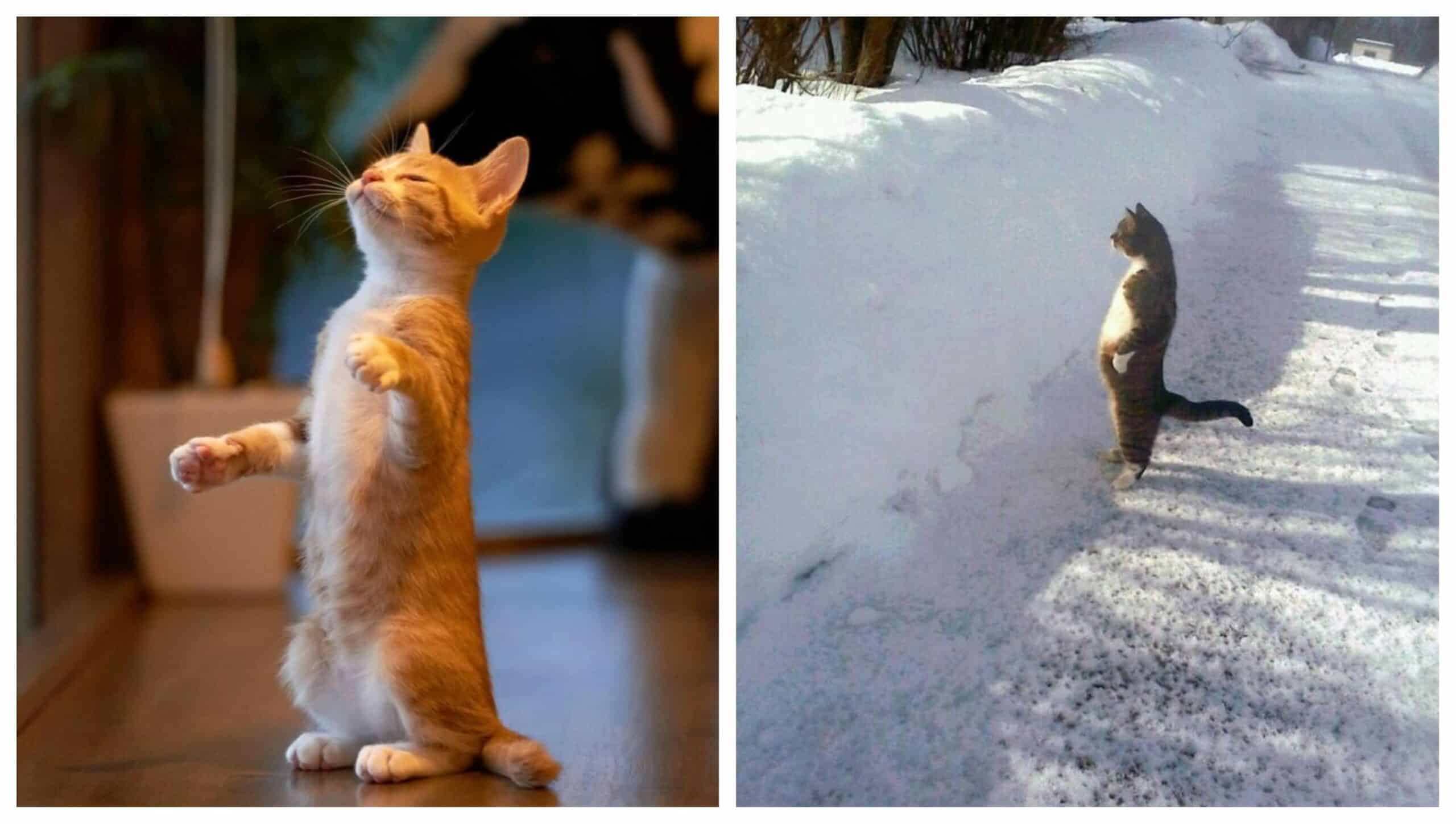 10+ Amazing Photos of Cat Standing on Two legs