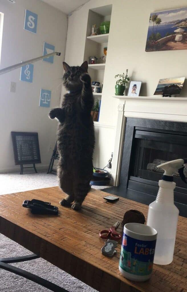 10+ Photos of Cat Standing on Two legs 1