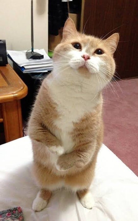 10+ Photos of Cat Standing on Two legs 11