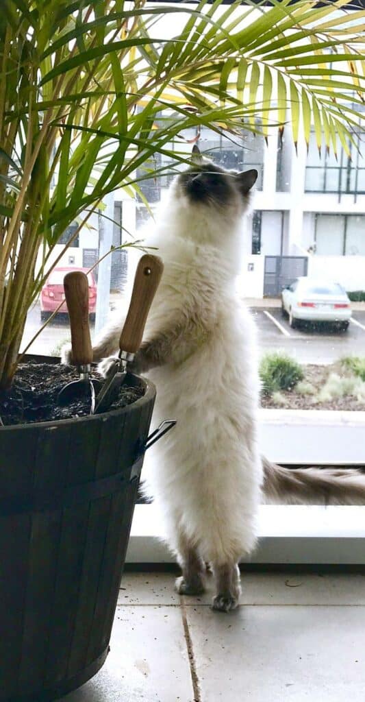 10+ Photos of Cat Standing on Two legs 13