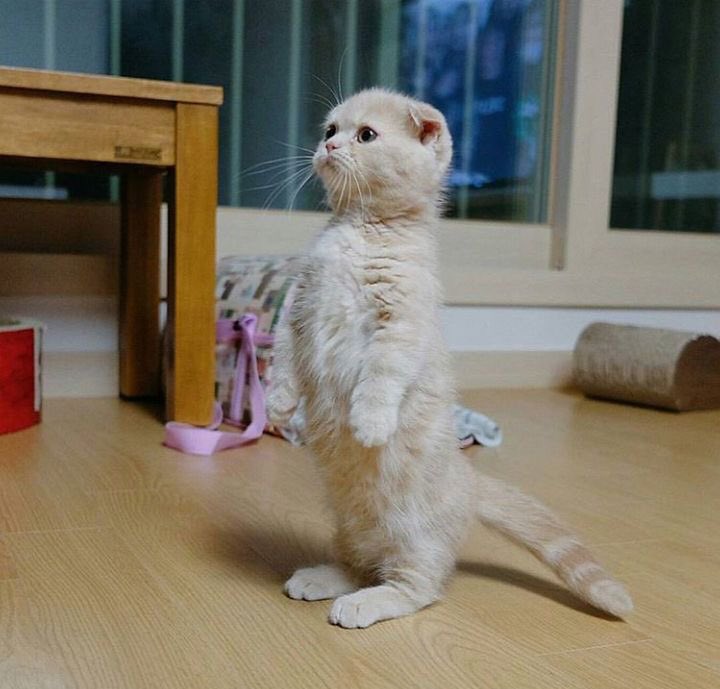 10+ Photos of Cat Standing on Two legs 2